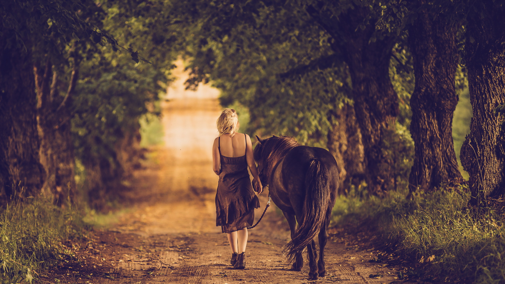 夕阳中抚马的女人 在乡村玩乐，黄金时分 自由自然概念 库存照片. 图片 包括有 马背, 大农场, 本质 - 171077664